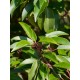Prunus lusitanica 'Angustifolia' – Laur portughez