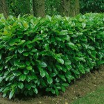 Gard viu Laur Englezesc (Prunus Laurocerassus Novita) 30-40cm