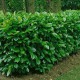 Gard viu Laur Englezesc 50-70cm C2 (Prunus Laurocerassus Novita) 