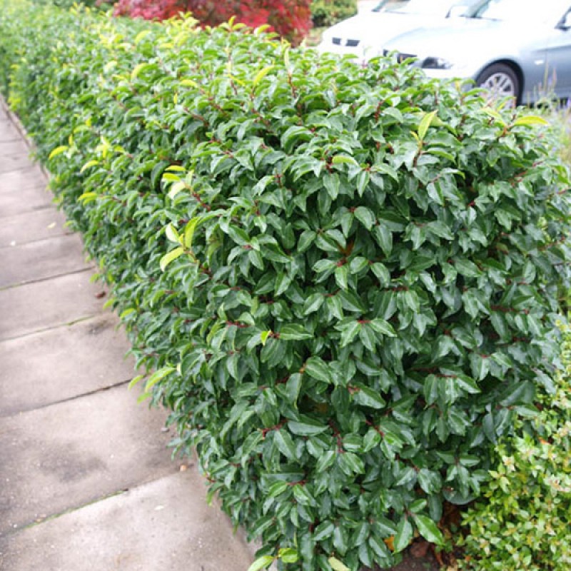Prunus lusitanica 'Angustifolia' – Laur portughez