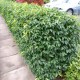 Prunus lusitanica 'Angustifolia' – Laur portughez