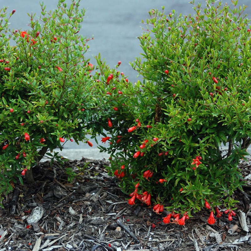 Punica granatum  - Rodie 