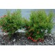 Punica granatum  - Rodie 