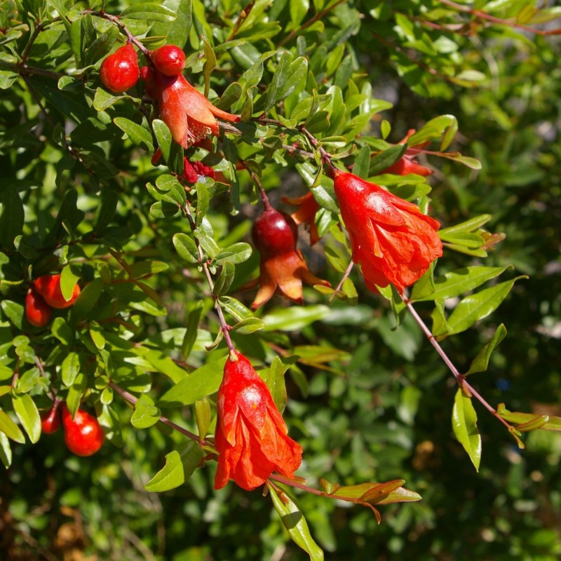 Punica granatum  - Rodie 