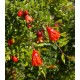 Punica granatum  - Rodie 