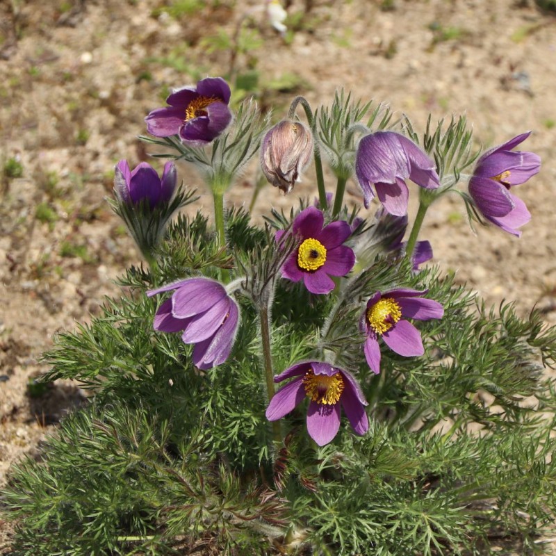 Pulsatilla vulgaris – Floarea Paștelui