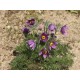 Pulsatilla vulgaris – Floarea Paștelui
