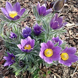 Pulsatilla vulgaris – Floarea Paștelui