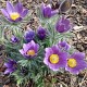 Pulsatilla vulgaris – Floarea Paștelui