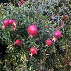 Punica granatum  - Rodie 