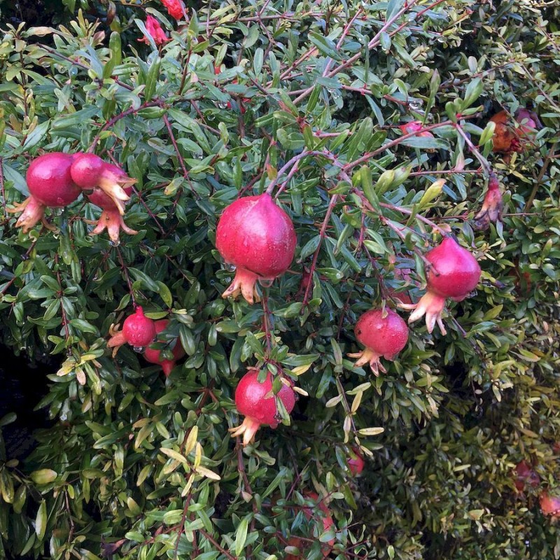 Punica granatum  - Rodie 