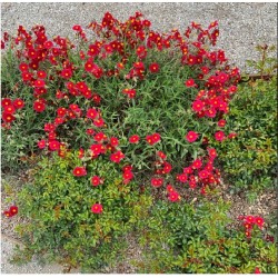Helianthemum ‘Red Dragon’
