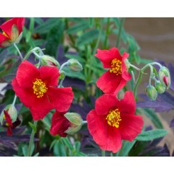 Helianthemum ‘Red Dragon’