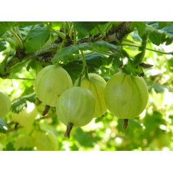 Ribes uva-crispa ‘Hinnonmäki Grön’ – Agriș verde