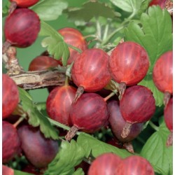 Ribes uva-crispa ‘Hinnonmäki Röd’ – Agriș roșu 