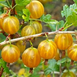 Ribes uva-crispa ‘Hinnonmäki Yellow’ – Agriș galben
