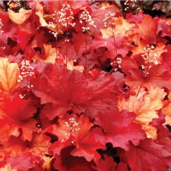 Heuchera ‘Rio’