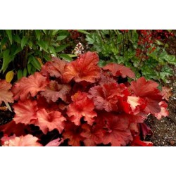 Heuchera ‘Rio’