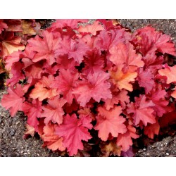 Heuchera ‘Rio’