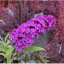 Liliac de Vară (Buddleja davidii ROYAL RED)