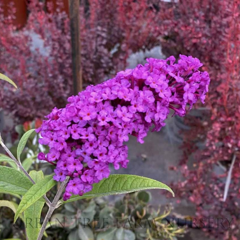 Liliac de Vară (Buddleja davidii ROYAL RED)