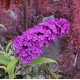 Liliac de Vară (Buddleja davidii ROYAL RED)