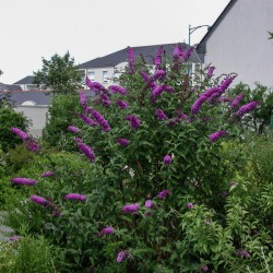 Liliac de Vară (Buddleja davidii ROYAL RED)
