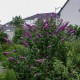 Liliac de Vară (Buddleja davidii ROYAL RED)