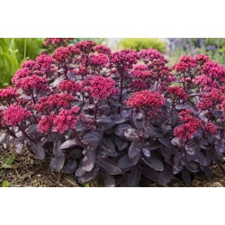 Hylotelephium Mojave Jewels Ruby – Sedum cu frunziș bordo spectaculos