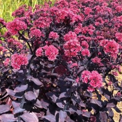 Hylotelephium Mojave Jewels Ruby – Sedum cu frunziș bordo spectaculos