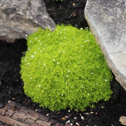 Sagina subulata ‘Aurea’ – mușchi irlandez auriu