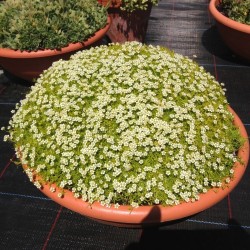 Sagina subulata ‘Aurea’ – mușchi irlandez auriu