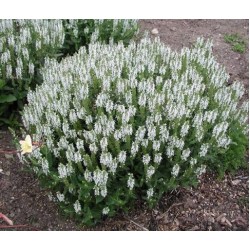 Salvia nemorosa 'Schneehügel' 