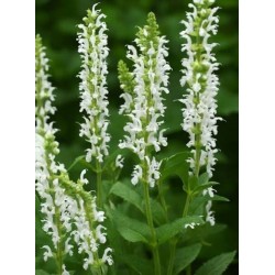 Salvia nemorosa 'Schneehügel' 