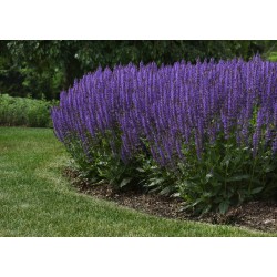 Salvia nemorosa ‘Blue by You’ – salvie ornamentală