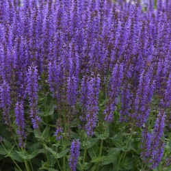 Salvia nemorosa ‘Blue by You’ – salvie ornamentală