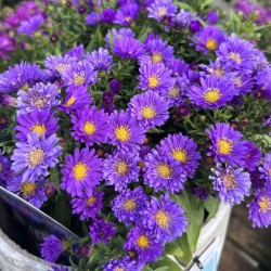 Symphyotrichum novi-belgii Island 'Samoa' – Aster compact de toamnă