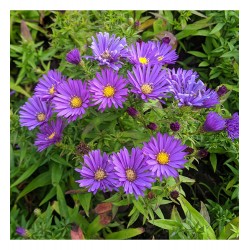 Symphyotrichum novi-belgii Island 'Samoa' – Aster compact de toamnă