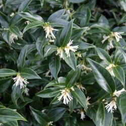 Sarcococca confusa