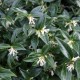 Sarcococca confusa
