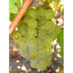 Vița de vie Sauvignon Blanc BB 297