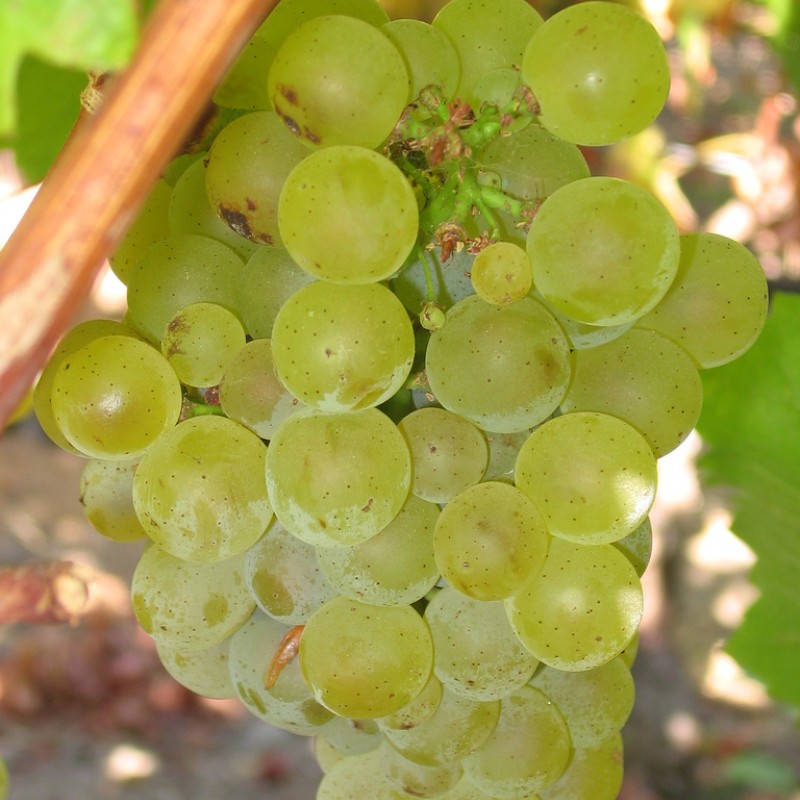 Vița de vie Sauvignon Blanc BB 297