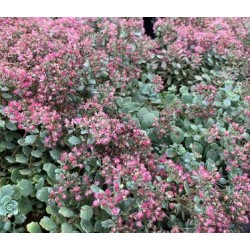 Sedum cauticola 'Steel the Show'