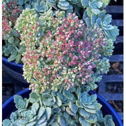 Sedum cauticola 'Steel the Show'