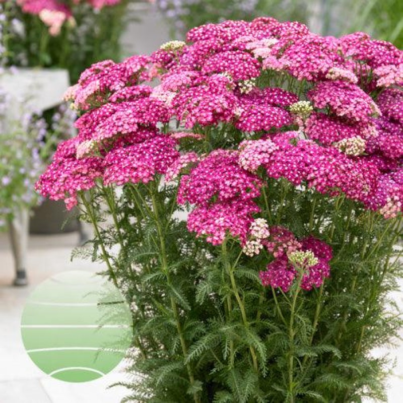Coada-șoricelului roz - Achillea millefolium ‘Saucy Seduction’