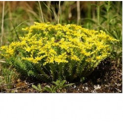 Sedum sexangulare