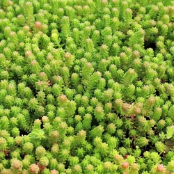 Sedum sexangulare