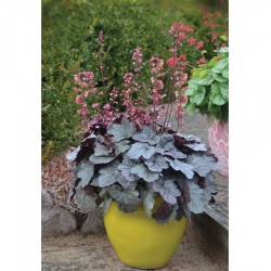 Heuchera Dolce ‘Silver Gumdrop’
