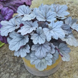 Heuchera Dolce ‘Silver Gumdrop’