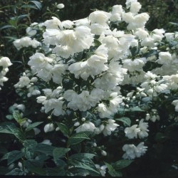 Philadelphus ‘Virginial’ – iasomie cu flori dublu